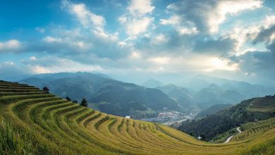 agriculture, green, rice