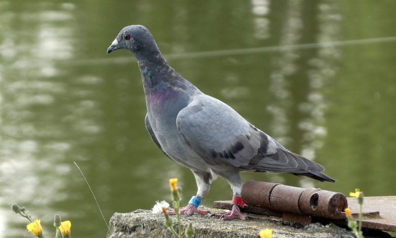 pigeon, dove, bird