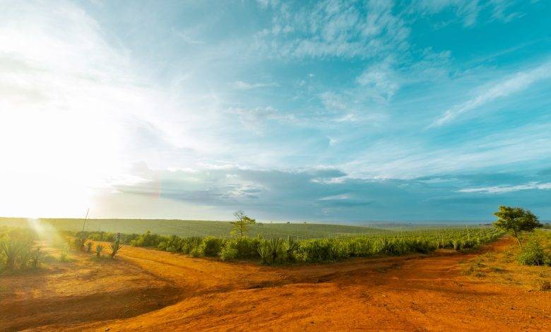 a dirt road in the middle of a field